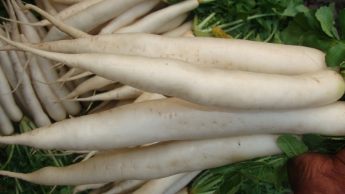 Is It Safe To Eat Radish During Pregnancy?